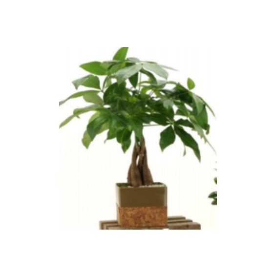 4.5_inch_cork_pot_bonsai_assorted_round___square