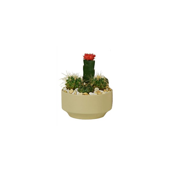 6_inch_Quebec_Cactus_Garden_Assorted_Pot