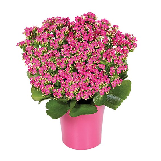 Kalanchoe Plant (BF268-11)