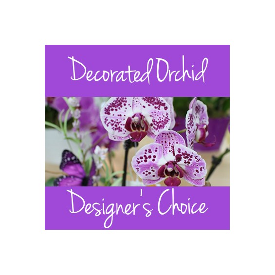 Decorated_Orchid_2019