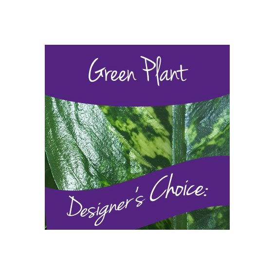 green-plant-designers-choice-perfect-gift