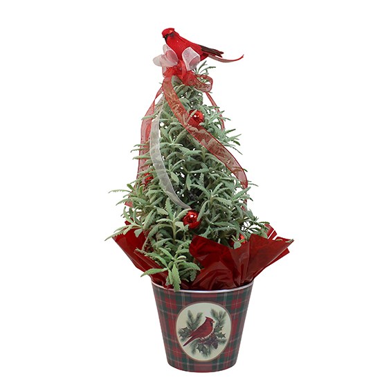 Lavender-tree-plant-for-christmas-or-holiday-gifts