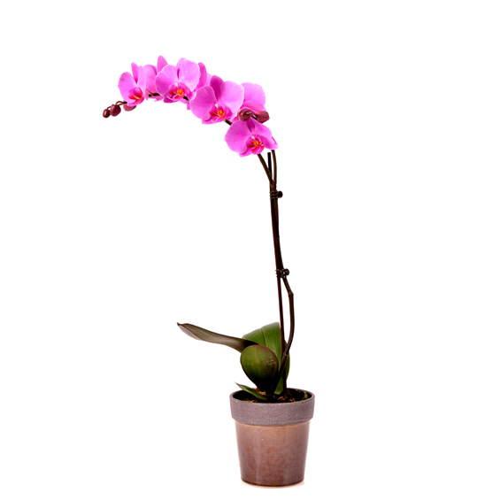 single-orchid-plant-in-a-container