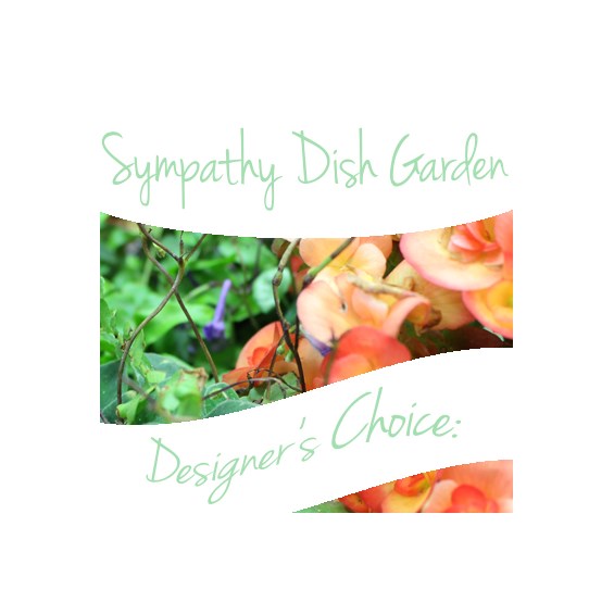 sympathy-dish-garden-designers-choice-floral-arrangement