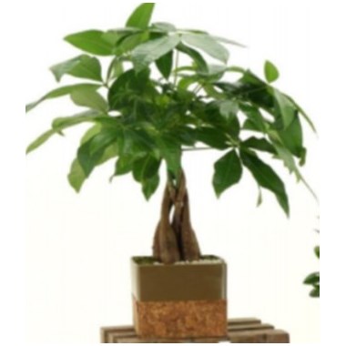 4.5_inch_cork_pot_bonsai_assorted_round___square