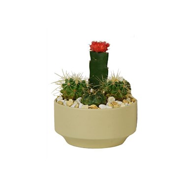 6_inch_Quebec_Cactus_Garden_Assorted_Pot