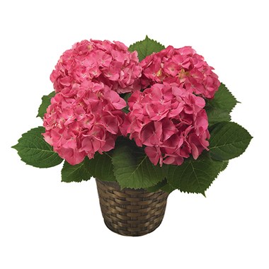 Pink Hydrangea Plant (BF154-11KM)