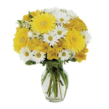 Daisy a Day flower bouquet (BF169-11KM)