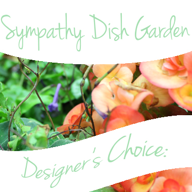 sympathy-dish-garden-designers-choice-floral-arrangement