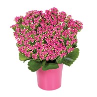 Kalanchoe Plant (BF268-11)