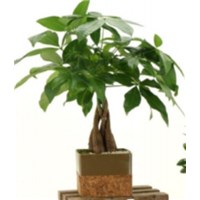 4.5_inch_cork_pot_bonsai_assorted_round___square
