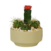 6_inch_Quebec_Cactus_Garden_Assorted_Pot