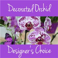 Decorated_Orchid_2019