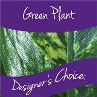 green-plant-designers-choice-perfect-gift