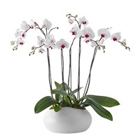 Double-Orchid-Beautiful-Bloom  