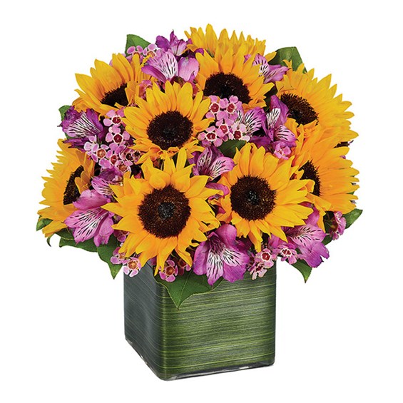 Sunflower Melody (BF256-11)