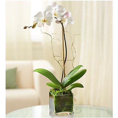 1-800-Flowers® White Phalaenopsis Orchid