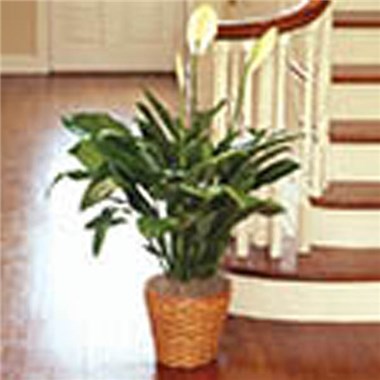 1-800-Flowers® Peace Lily Plant For Sympathy