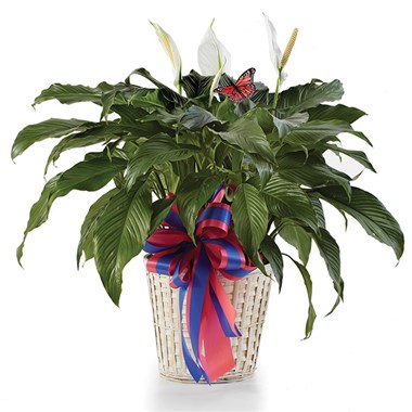 Classic Peace Lily