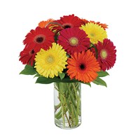 "Gerberas Galore" flowers (BF186-11KM)