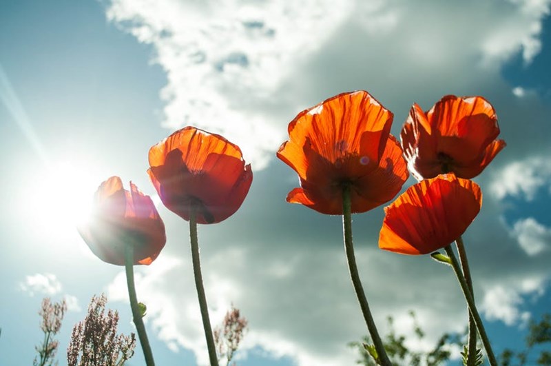 orange flowers and cloudy skies