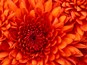 Chrysanthemum
